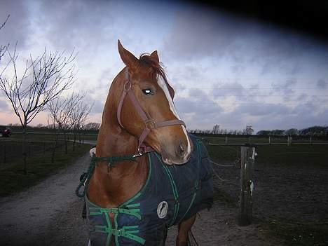 Anden særlig race Totti <3  *SOLGT*  - uhh.. det ser lidt uhyggelig ud. ;) billede 11