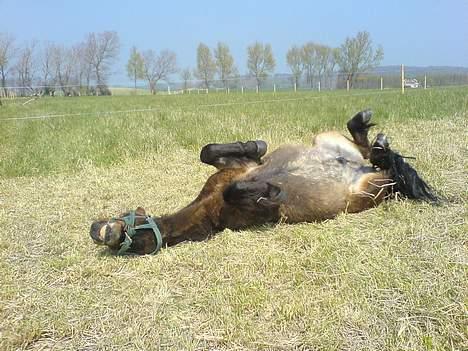 Anden særlig race Timon billede 11