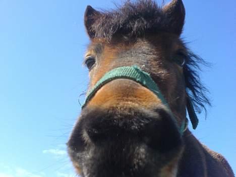 Anden særlig race Timon billede 12