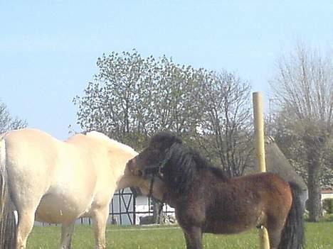 Anden særlig race Timon - De er så gode venner!! det ser så sødt ud når de nusser<,3 billede 13