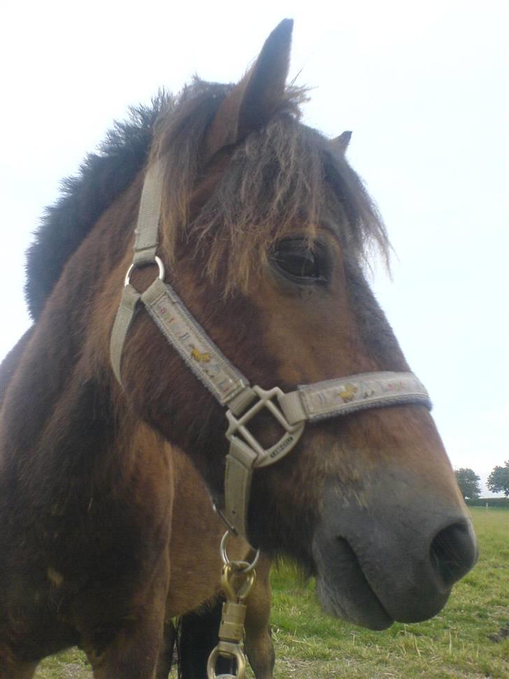 Anden særlig race Timon billede 14