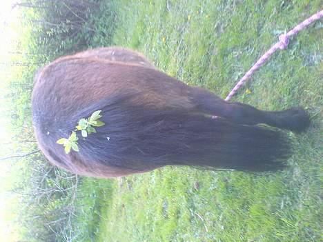 Anden særlig race Timon - Når enden er go* er alting godt* ;P billede 15