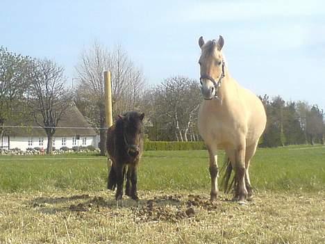 Anden særlig race Timon - Søødt* billede 16