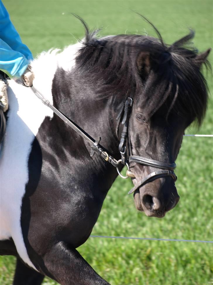 Anden særlig race Sello - Træning billede 15