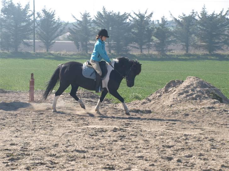 Anden særlig race Sello - Træning hjemme på banen. billede 16