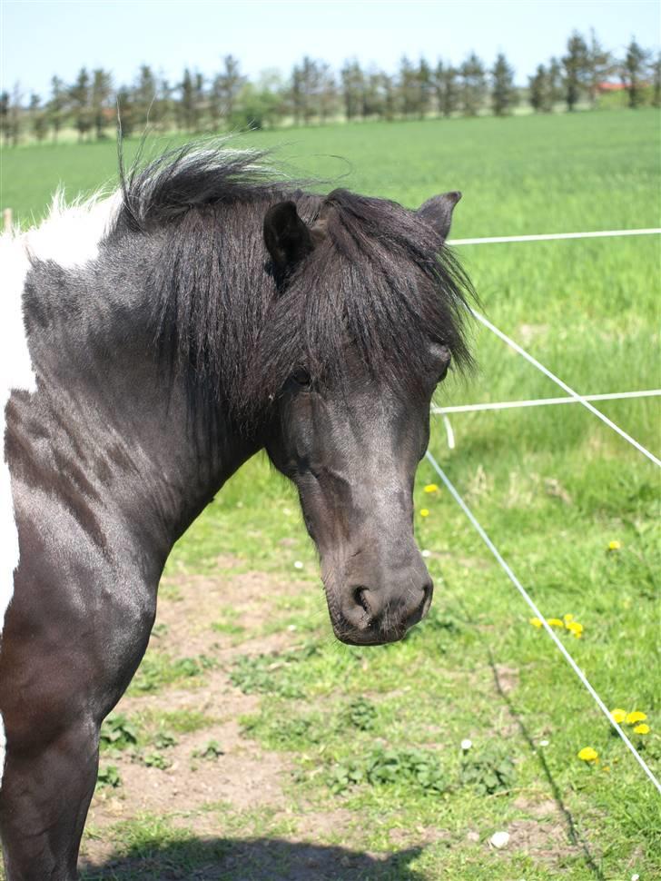 Anden særlig race Sello - Smukke Sello på fold :o) billede 17
