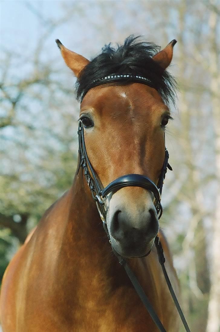 New Forest Fafner K<3 SOLGT. - Min lidt buttede pony... billede 2