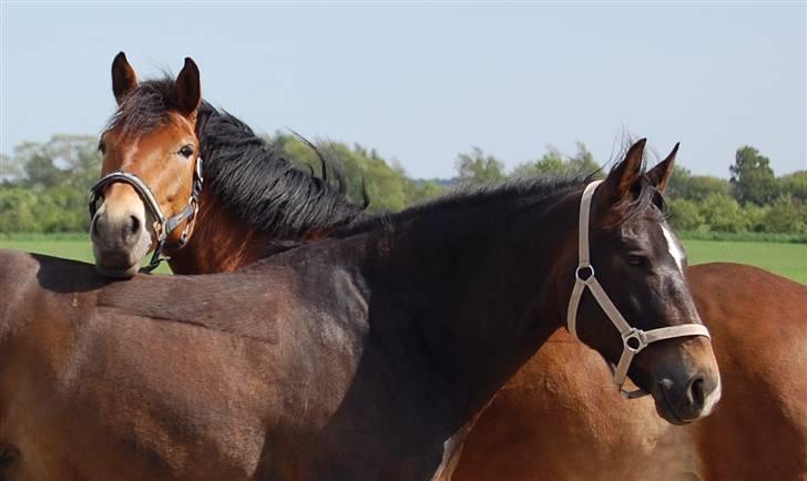 New Forest Fafner K<3 SOLGT. - Sol, græs, venner og vind i håret! Den lille pony nyder livet xD billede 4