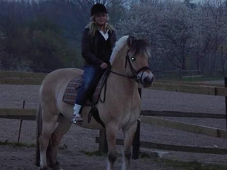 Fjordhest Peik  - Min veninde på peik. elsker det her billede <3  billede 1