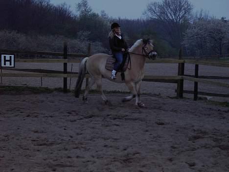 Fjordhest Peik  - Helene og Peik ;) billede 2