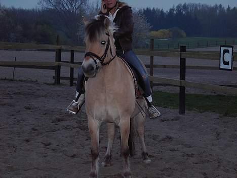 Fjordhest Peik  - Helene og peik(: billede 3