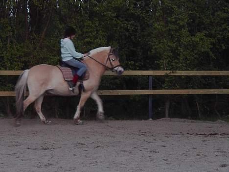 Fjordhest Peik  - uheldigt billede ;) billede 5