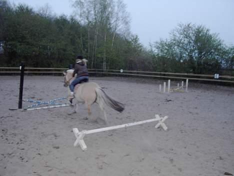 Fjordhest Peik  - helene og peik(: billede 6