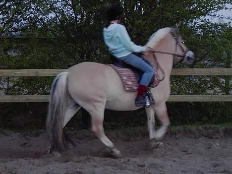 Fjordhest Peik  - .  billede 7