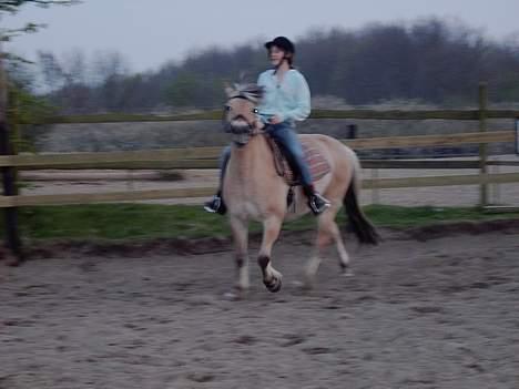 Fjordhest Peik  billede 8