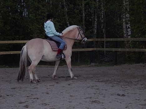 Fjordhest Peik  billede 9