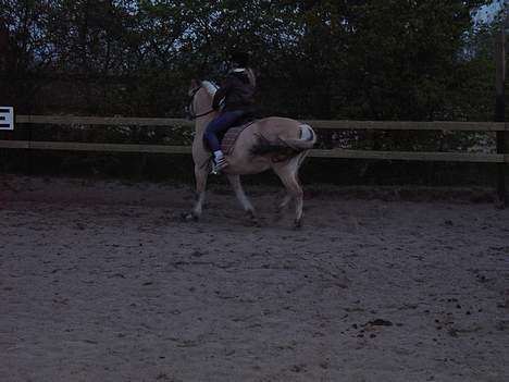 Fjordhest Peik  billede 10