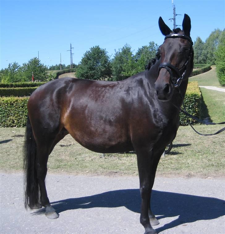 Dansk Varmblod Zobel - Smukke Zobel - følskue juli 2008 billede 1