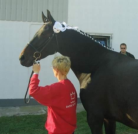 Dansk Varmblod Zobel - Zobel´s kåring i oktober 2005 billede 2