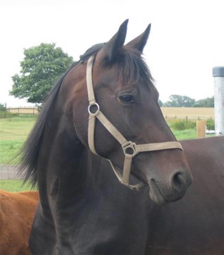 Dansk Varmblod Zobel - Smukke Zobel - sommeren 2005 billede 3