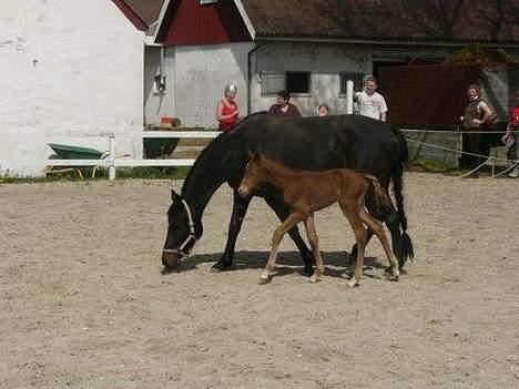 Dansk Varmblod Zobel - Zobel med nyfødte Westphalens Red Alert Z e. Blue Hors Romanov DVH 818 billede 4