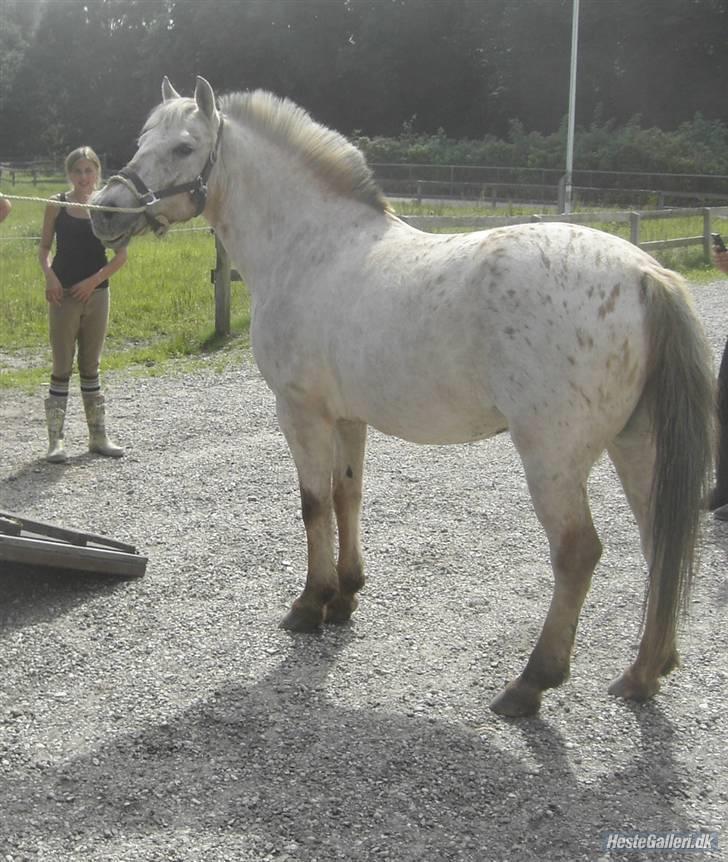 Anden særlig race Philippa SOLGT  - D.8/8 2007, Philippa blev hentet.. Hun skulle sælges :( billede 18