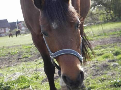 DSP Barbette - barbette på fold... heeeeej... <3 billede 19