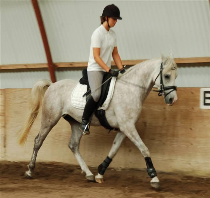 Arabisk fuldblod (OX) Wanero OX 4142 *SOLGT* - 31.07.09 - redet i 3 mdr. billede 18