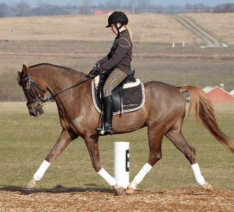 DSP Boccacio:<3 SOLGT :( - i en øning  (isabella har taget billedet) billede 1