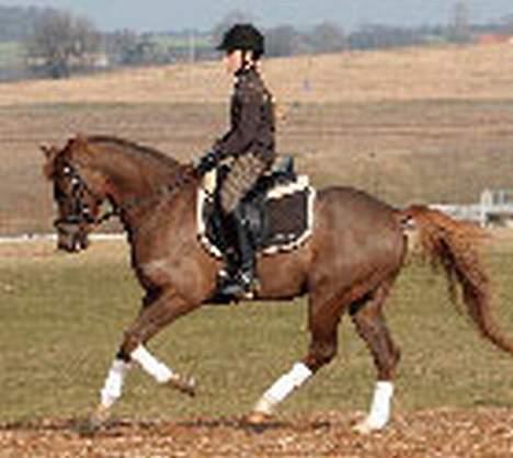 DSP Boccacio:<3 SOLGT :( - en en super gallop(isabella har taget billedet) billede 2