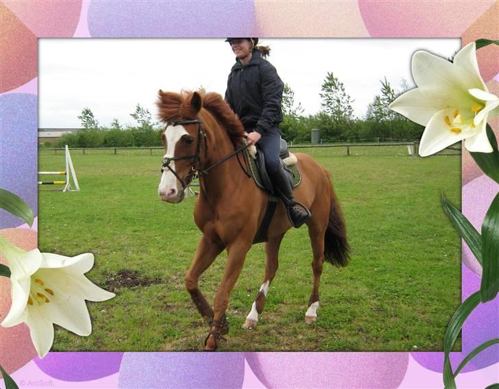 New Forest Reijnders Donna - Alfivet - hihi det er så sødt det her billede (´´: <3 billede 12