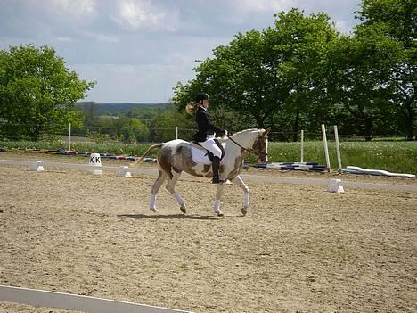 Pinto Mathilde - Til stævne :) Fotograf: Far billede 2