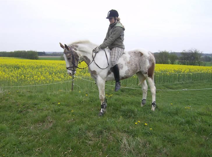 Pinto Mathilde - Smukke.. Fotograf: Jeanette billede 4