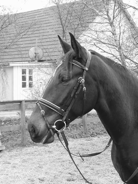 Anden særlig race R.I.P. Diego - Diego med sit nye hoved tøj billede 12