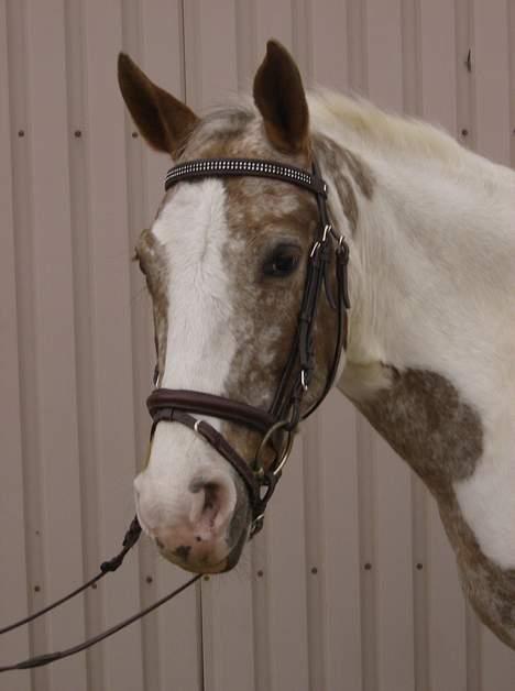 Pinto Mathilde - Hovedet igen :) Fotograf: Jeanette billede 11