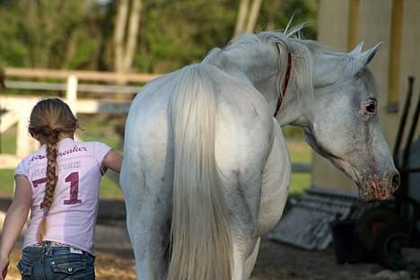 Arabisk fuldblod (OX) Basta R.I.P. blev 27½ år - Melissa & Basta 27 april 2007 billede 18