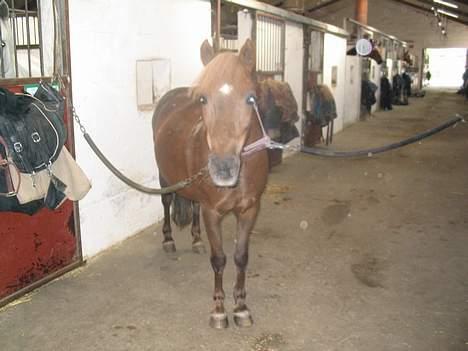 Dartmoor Sille - heh, miin lille Mulle<3 billede 15