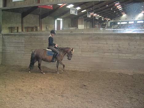 Dartmoor Sille - Sille i skridt. <3 billede 17