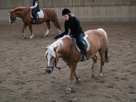 Haflinger galloway - dygtig hestibesti<3 billede 2