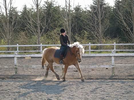 Haflinger galloway - nårh hun er så fin! billede 3