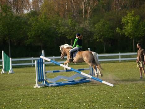 Haflinger galloway - dygtig hest kig væk fra mig!! billede 5