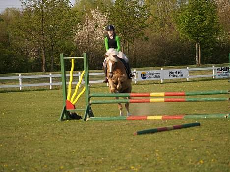 Haflinger galloway - dygtig hest på  vej over "sol" springet billede 6