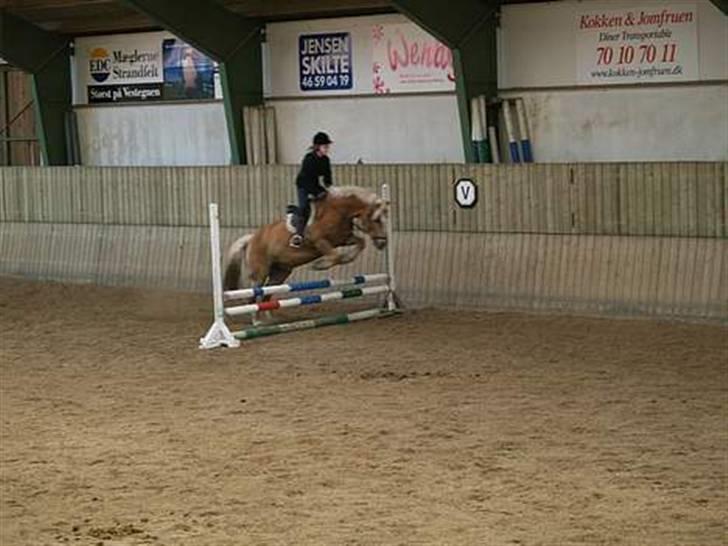 Haflinger galloway - på vej over siv springet(vi springer antid med ørne spidsede) billede 7