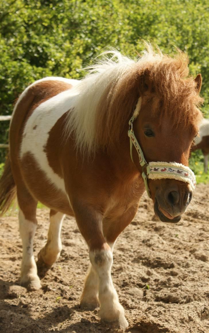 Shetlænder Hannibal billede 11