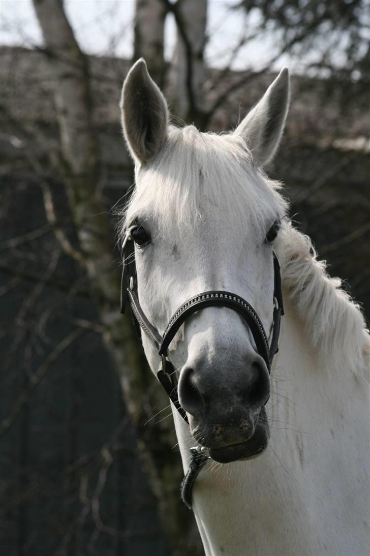 Anden særlig race  Saramia  - Jubii På Fold _Hjemme hos Gitte, Dejligt at løbe rundt og skabe mig billede 1