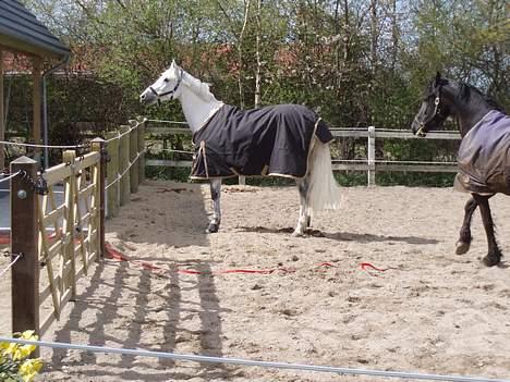 Anden særlig race  Saramia  - Hvornår kommer de andre på fold mon;D? Der er jo kun mig og Awen? billede 2