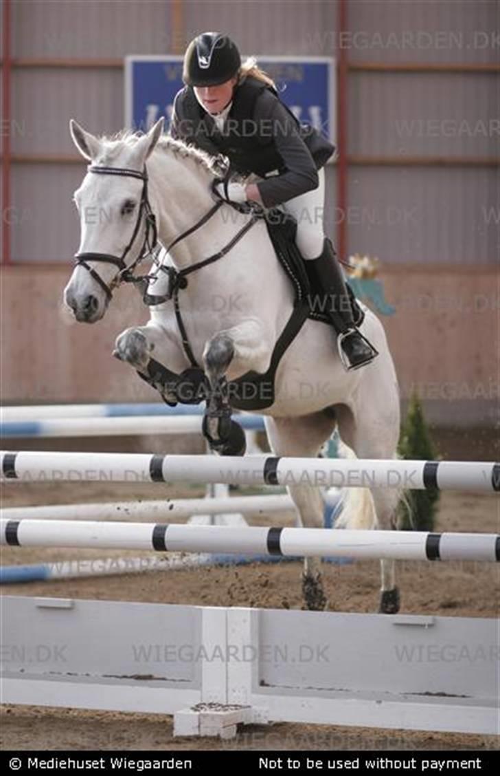 Anden særlig race  Saramia  - Efter en hård ride time billede 3