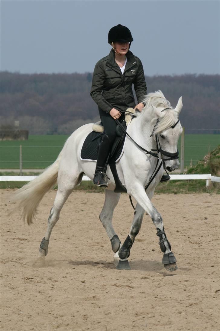 Anden særlig race  Saramia  billede 4