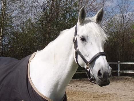 Anden særlig race  Saramia  - Har du noget mad billede 5