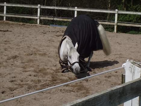 Anden særlig race  Saramia  - Lægger mig lige engang billede 6